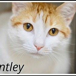 Thumbnail photo of Bentley (bonded Colby) Willow Grove (9/28/21-102) #1