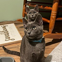 adopt a pet