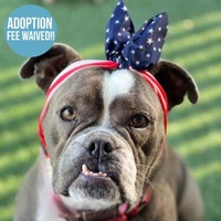 adopt a pet