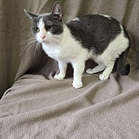 adopt-pet