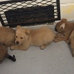 Thumbnail photo of Rodeo Puppies #2