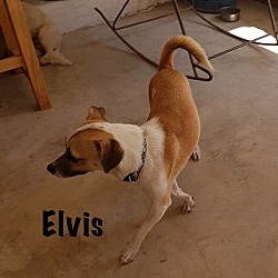 Thumbnail photo of Elvis #4