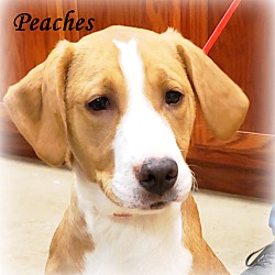 Thumbnail photo of Peaches~adopted! #1