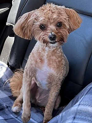 Oakley, CA - Maltese/Poodle (Miniature). Meet Fendi a Pet for Adoption ...