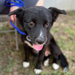 Memphis, TN - Chihuahua. Meet Riley a Pet for Adoption - AdoptaPet.com