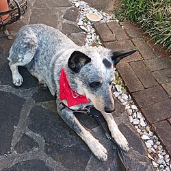 Photo of koda