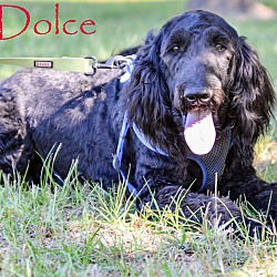 Thumbnail photo of Dolce #3