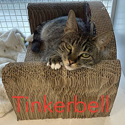 Thumbnail photo of Tinkerbell #2