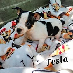 Photo of Scientist Pups - Tesla