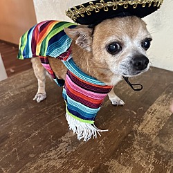 Photo of Taco