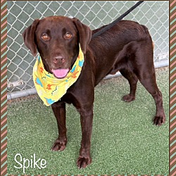 Thumbnail photo of SPIKE #3