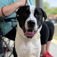 adopt a pet