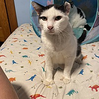 adopt a pet