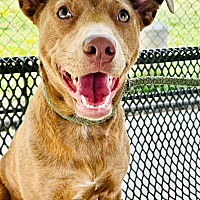 adopt a pet