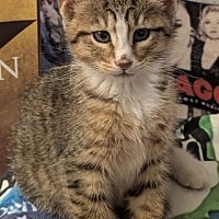 adopt a pet