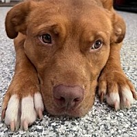 adopt a pet
