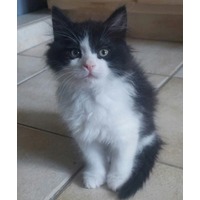 adopt-pet