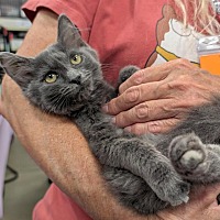 adopt a pet