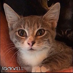 Thumbnail photo of Rockwell #1