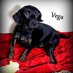 Thumbnail photo of Vega ~ meet me! #4