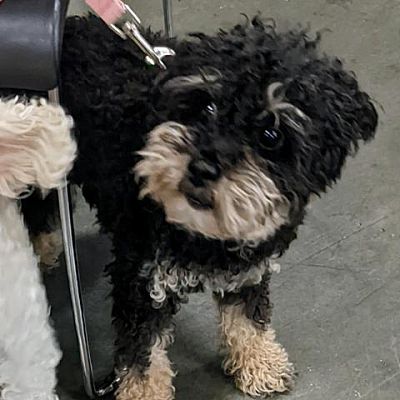 Poodles For Adoption In Las Vegas Tips To Adopt A Toy Poodle Puppy