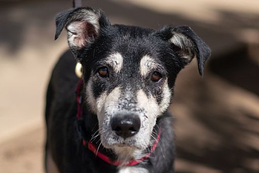 San Diego, CA - Siberian Husky/Shepherd (Unknown Type). Meet Louise a ...