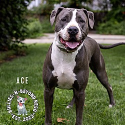 Thumbnail photo of Ace #1