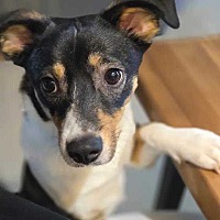 adopt a pet