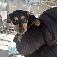 adopt a pet