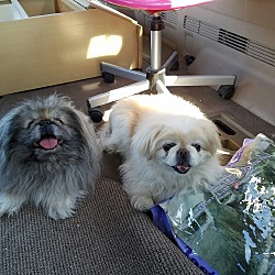 Thumbnail photo of Boo bonded with Tinkerbell #2