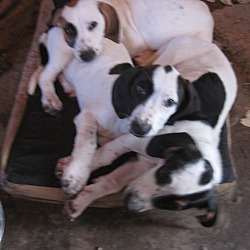 Thumbnail photo of Puppies #2