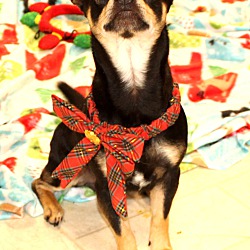 Thumbnail photo of Toby ~ adopted! #4