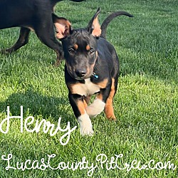 Thumbnail photo of Henry #1
