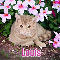 Photo of Louis (Vuitton)