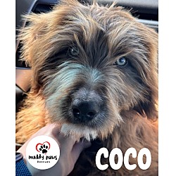 Photo of Coco (Courtesy Post)
