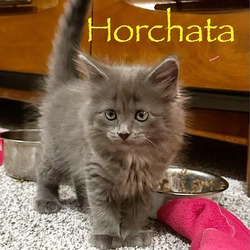 Photo of Horchata
