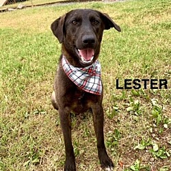 Photo of Lester