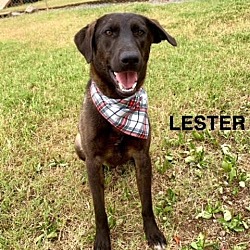 Thumbnail photo of Lester #1