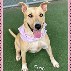 Thumbnail photo of EVEE #1