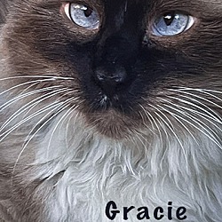 Thumbnail photo of Gracie #4