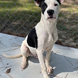 Thumbnail photo of Radar - Ears for Days! #2