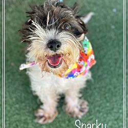 Thumbnail photo of SPARKY #4