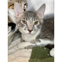 adopt-pet
