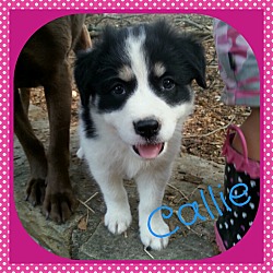 Thumbnail photo of Callie (Dols) #1