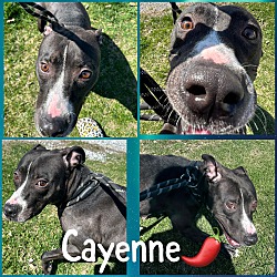 Photo of Cayenne