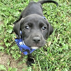 Photo of Joey