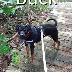 Thumbnail photo of Buck #4
