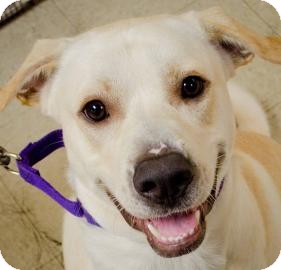 Austin Tx Labrador Retriever Meet Lionel A Pet For Adoption