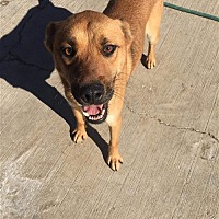 adopt a pet