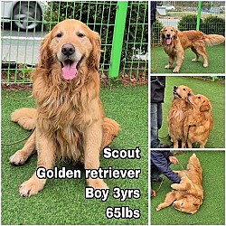 Photo of Scout from Korea